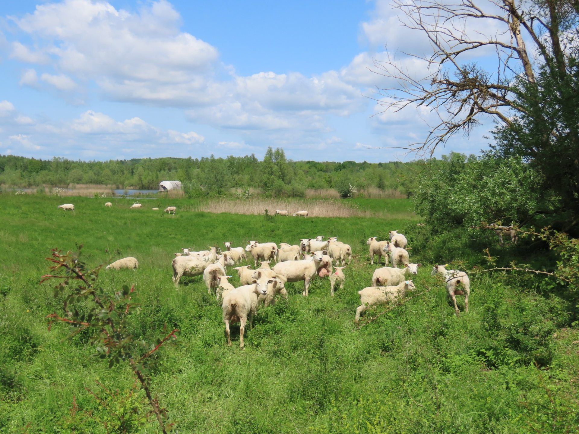 Moutons Réserve naturelle régionale du Grand-Voyeux